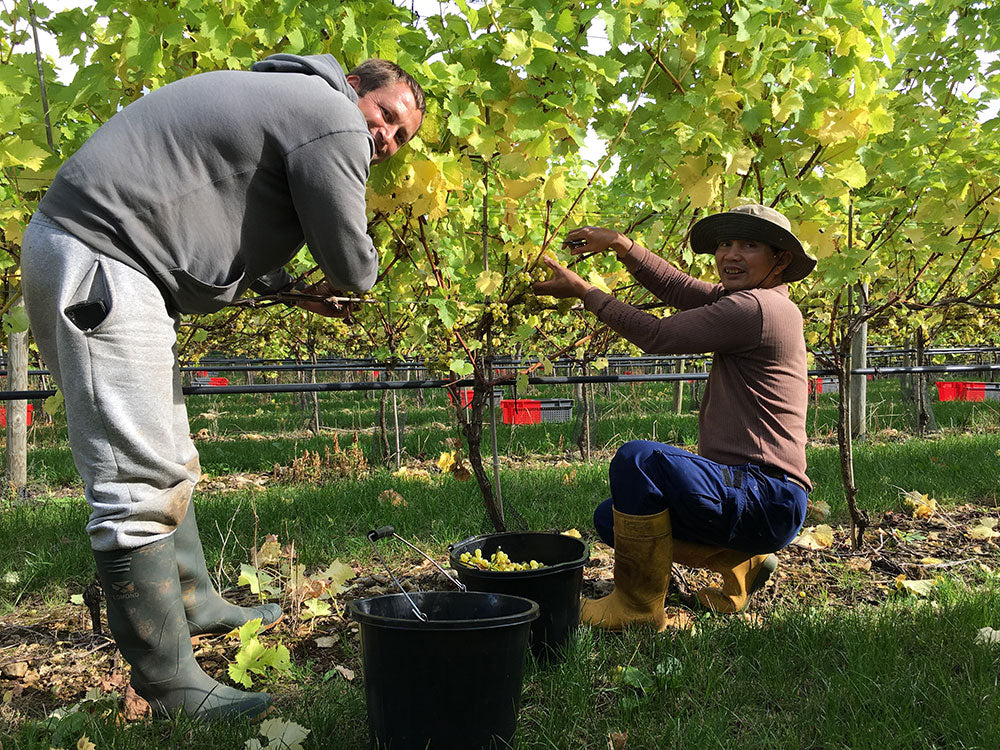 Harvest is Here!