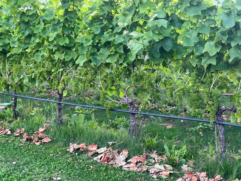 Canopy Management