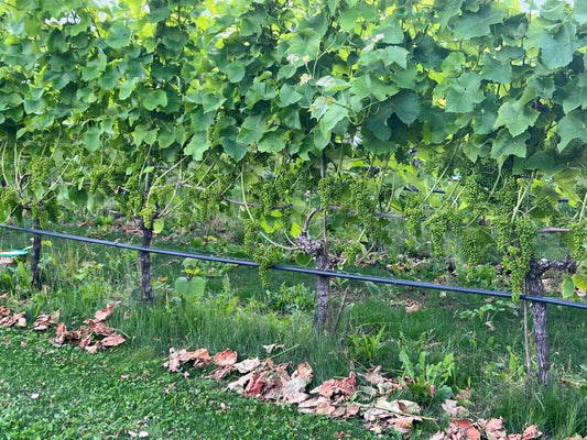 Canopy Management