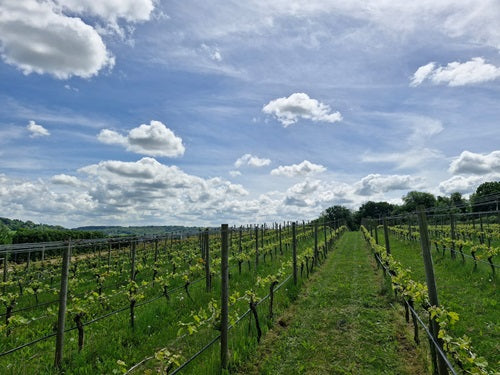Chapter 18 begins in the Vineyard