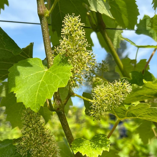 Flowering on Fast Forward