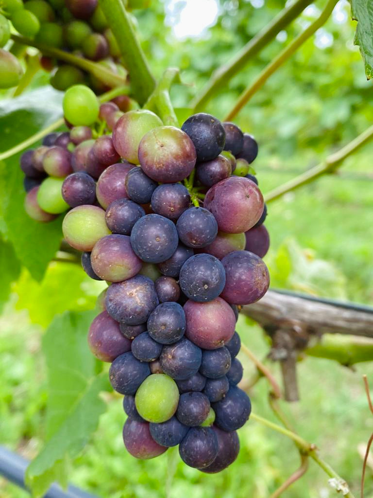Veraison