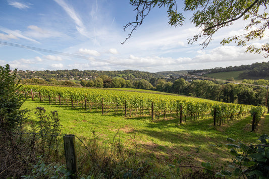Beyond the House: Creating a Vineyard Stay to Remember