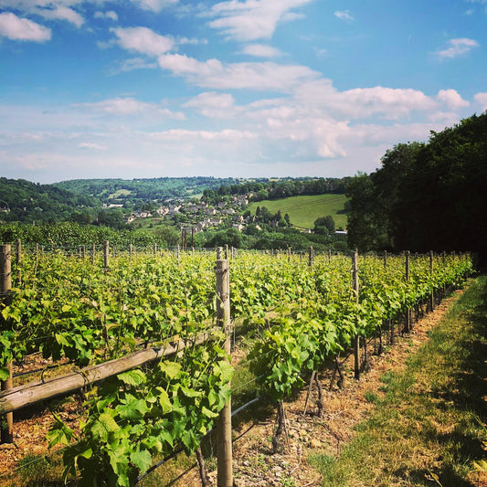 Summer in the Vineyard