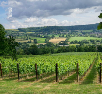 Dogs, Rain, Taxis, Facilities, Cancellations