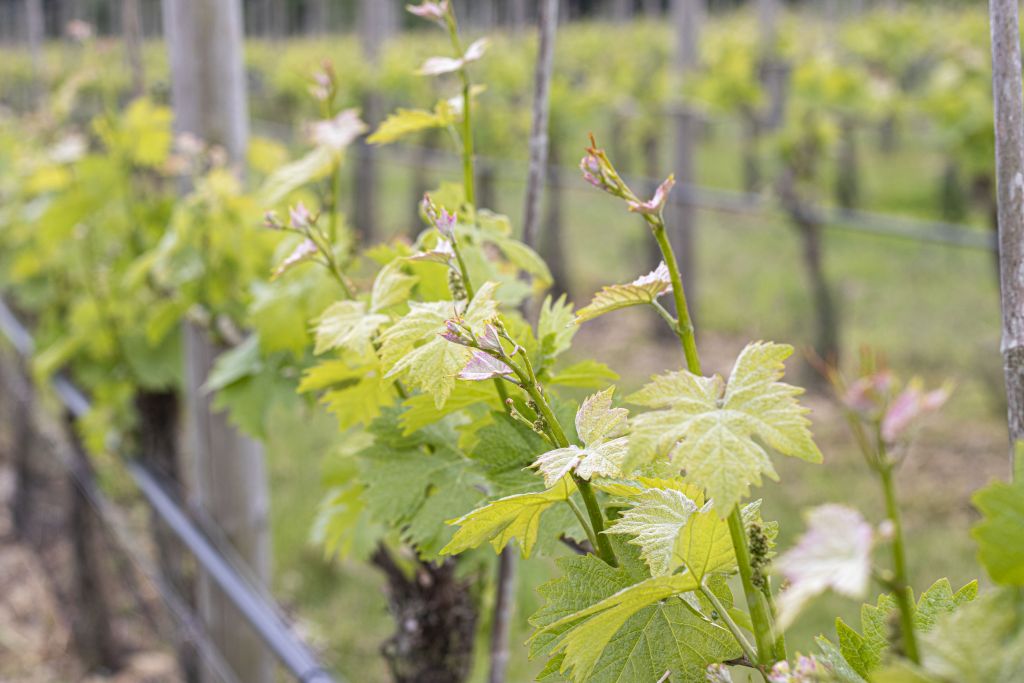 Our Vineyard & Winery